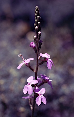 APII jpeg image of Stylidium productum  © contact APII