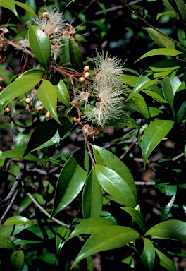 APII jpeg image of Syzygium paniculatum  © contact APII