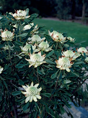 APII jpeg image of Telopea speciosissima 'Wirrimbirra White'  © contact APII