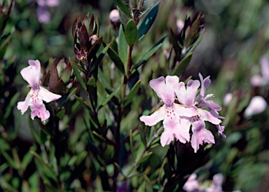 APII jpeg image of Westringia glabra  © contact APII