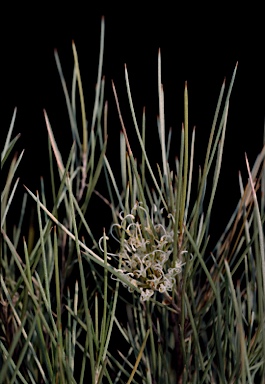 APII jpeg image of Grevillea acacioides  © contact APII