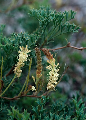 APII jpeg image of Grevillea althoferorum  © contact APII