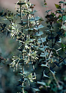 APII jpeg image of Grevillea amplexans subsp. semivestita  © contact APII