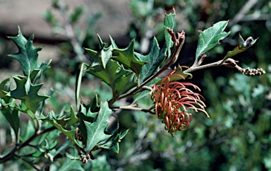 APII jpeg image of Grevillea aquifolium  © contact APII