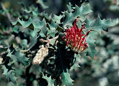 APII jpeg image of Grevillea aquifolium  © contact APII