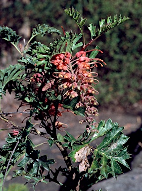 APII jpeg image of Grevillea bipinnatifida  © contact APII