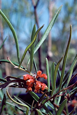 APII jpeg image of Grevillea brachystylis  © contact APII