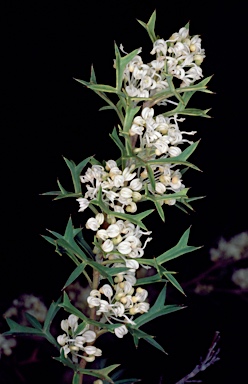 APII jpeg image of Grevillea trifida  © contact APII