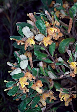 APII jpeg image of Grevillea chrysophaea  © contact APII