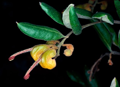 APII jpeg image of Grevillea chrysophaea  © contact APII