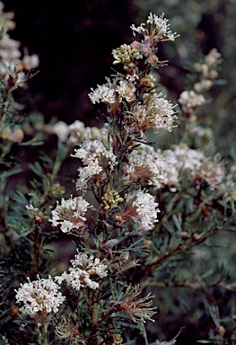 APII jpeg image of Grevillea crithmifolia  © contact APII