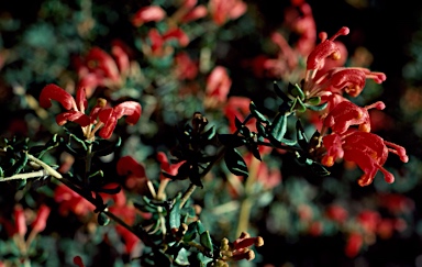 APII jpeg image of Grevillea depauperata  © contact APII