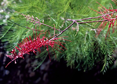 APII jpeg image of Grevillea dryandri subsp. dasycarpa  © contact APII