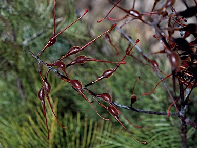 APII jpeg image of Grevillea dryandri subsp. dasycarpa  © contact APII