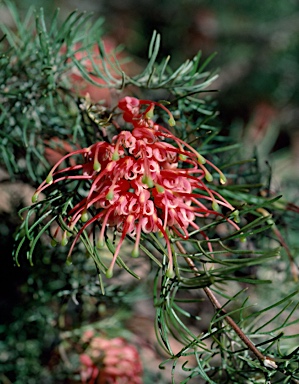 APII jpeg image of Grevillea fililoba  © contact APII