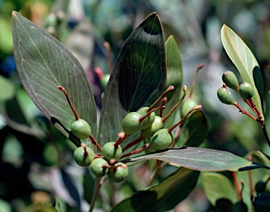 APII jpeg image of Grevillea glossadenia  © contact APII