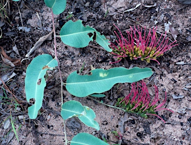 APII jpeg image of Grevillea goodii  © contact APII