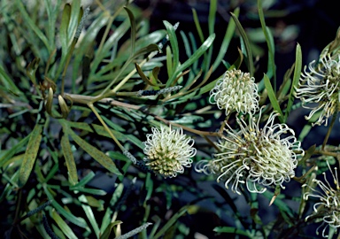 APII jpeg image of Grevillea commutata  © contact APII