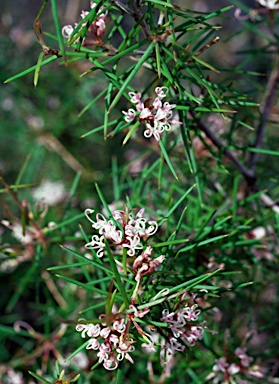 APII jpeg image of Grevillea halmaturina  © contact APII