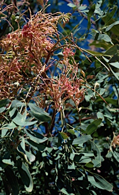 APII jpeg image of Grevillea decurrens  © contact APII