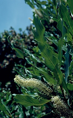 APII jpeg image of Grevillea hilliana  © contact APII