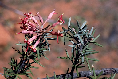 APII jpeg image of Grevillea huegelii  © contact APII