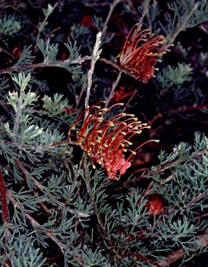 APII jpeg image of Grevillea humifusa  © contact APII