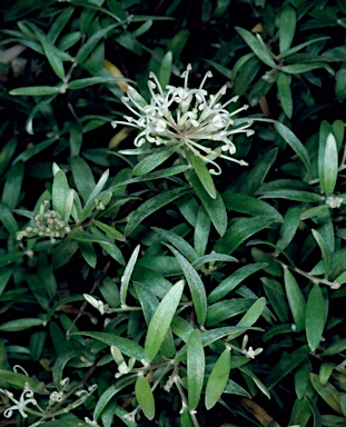 APII jpeg image of Grevillea humilis subsp. maritima  © contact APII