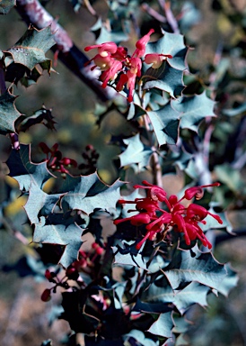 APII jpeg image of Grevillea insignis subsp. insignis  © contact APII