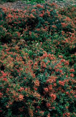 APII jpeg image of Grevillea juniperina subsp. allojohnsonii  © contact APII