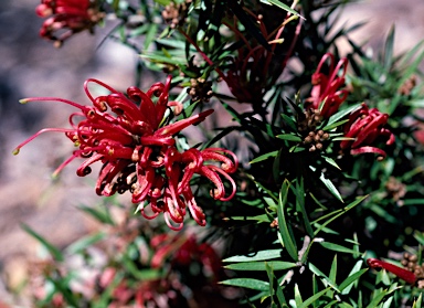 APII jpeg image of Grevillea juniperina subsp. allojohnsonii  © contact APII