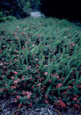 APII jpeg image of Grevillea lanigera  © contact APII