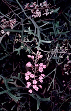 APII jpeg image of Grevillea leptobotrys  © contact APII