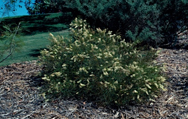 APII jpeg image of Grevillea leucoclada  © contact APII