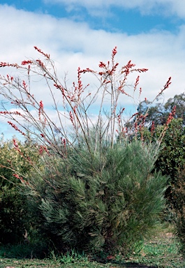 APII jpeg image of Grevillea leucopteris  © contact APII