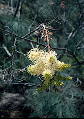 APII jpeg image of Grevillea leucopteris  © contact APII