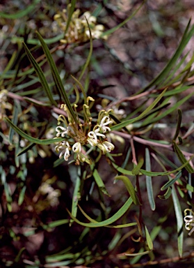 APII jpeg image of Grevillea viridiflava  © contact APII