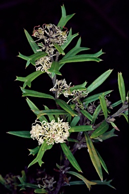 APII jpeg image of Grevillea muelleri  © contact APII