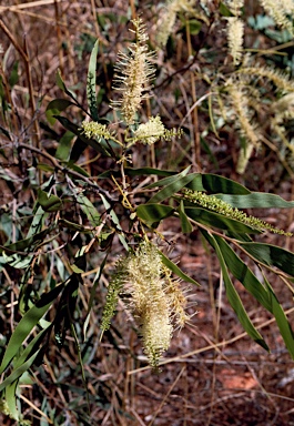 APII jpeg image of Grevillea myosodes  © contact APII