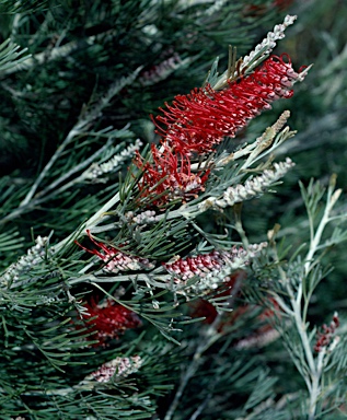 APII jpeg image of Grevillea nivea  © contact APII