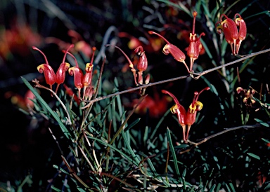 APII jpeg image of Grevillea nudiflora  © contact APII