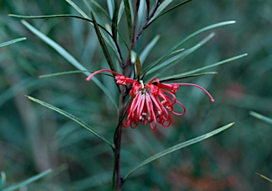 APII jpeg image of Grevillea oleoides  © contact APII