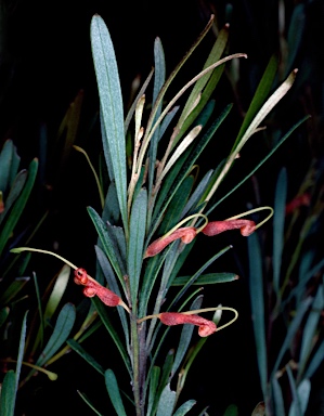 APII jpeg image of Grevillea oligantha  © contact APII