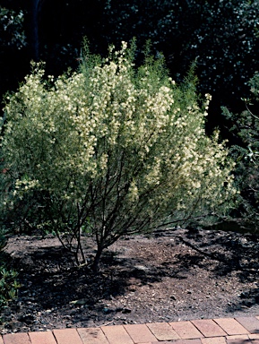 APII jpeg image of Grevillea paniculata  © contact APII