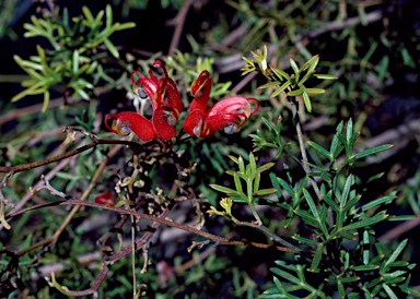 APII jpeg image of Grevillea patentiloba subsp. platypoda  © contact APII