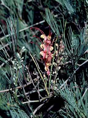 APII jpeg image of Grevillea plurijuga  © contact APII