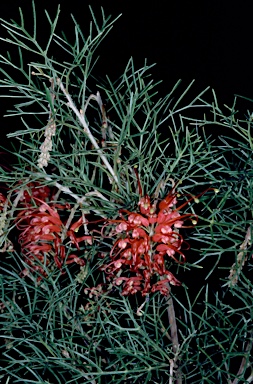 APII jpeg image of Grevillea preissii subsp. preissii  © contact APII