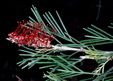 APII jpeg image of Grevillea neorigida subsp. distans  © contact APII