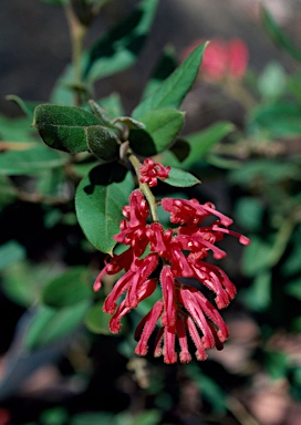 APII jpeg image of Grevillea rhyolitica subsp. rhyolitica 'Deua Flame'  © contact APII