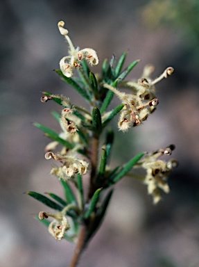 APII jpeg image of Grevillea scabra  © contact APII